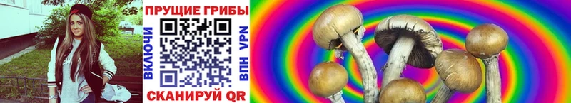 Купить  Ревда  Псилоцибиновые грибы Cubensis 